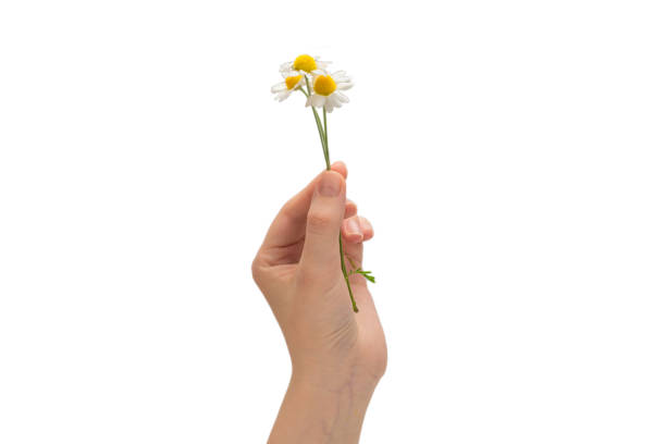 istock Bouquet of daisies isolated on white. 1272547671