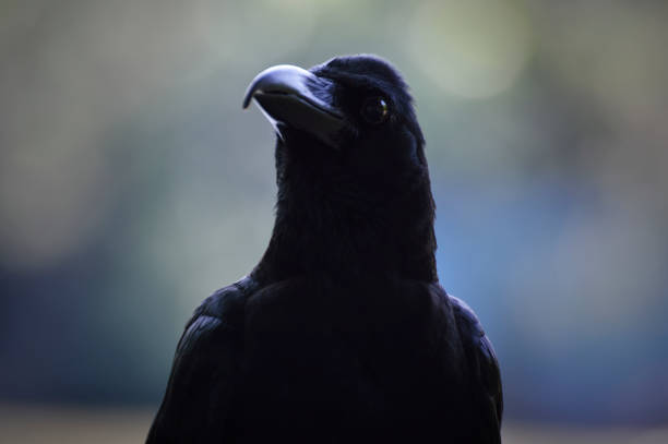 istock Portrait of black crow 1272547722
