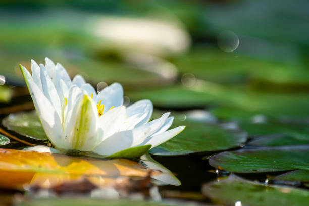 istock Single water lily with a green leaf floating on water 1272548513
