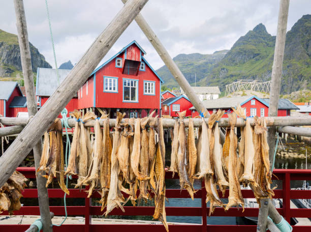 Drying stockfish cod in authentic traditional fishing village with traditional red rorbu houses in summer in Norwegian fjord. Lofoten islands, Norway stock photo