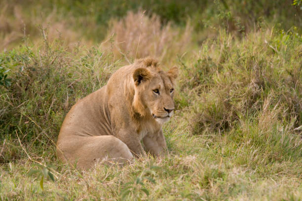 istock Juvenile male lion in the wild 1272550285