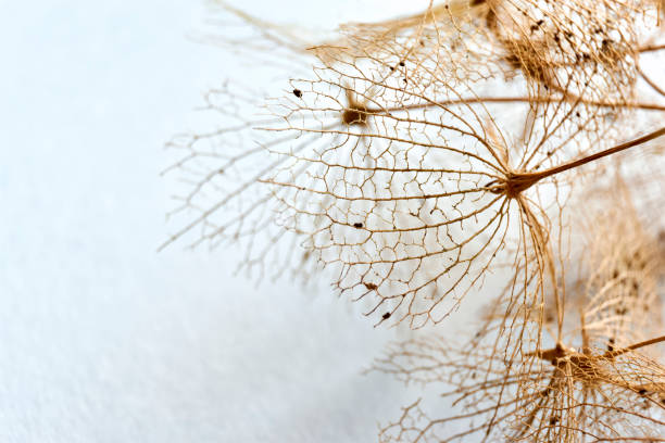 Dry hortensia skeleton flower leaves