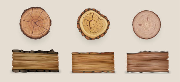 ilustrações de stock, clip art, desenhos animados e ícones de realistic wood set collection - birch bark birch tree textured