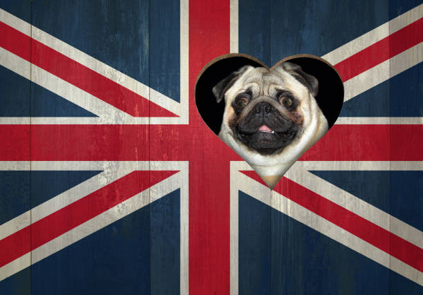 A pug dog looks through a heart shaped hole in the wooden fence painted like a flag of the UK.