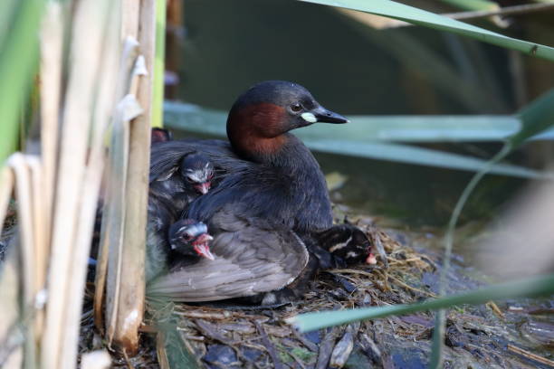 istock Little Grebe and chicks on nest Germany 1272553177