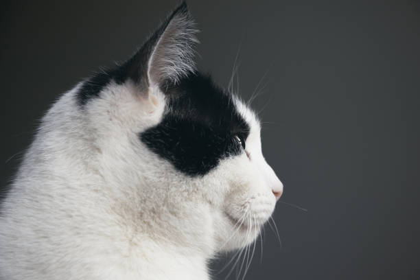 Portrait of a black and white cat, close up