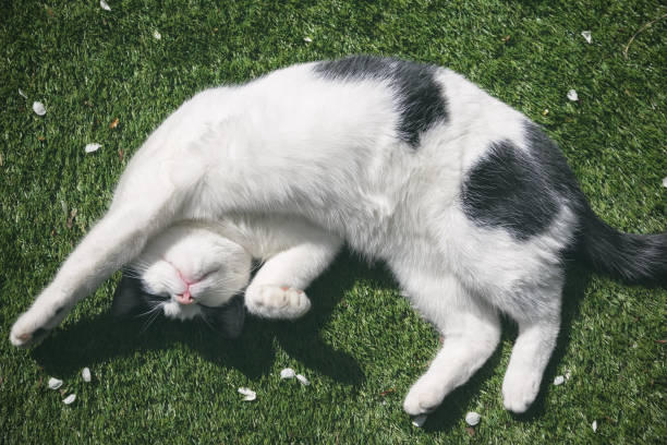 A black and white cat being playful rolling on grass