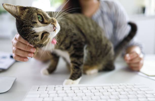 istock Business woman working from home with cat 1272555905