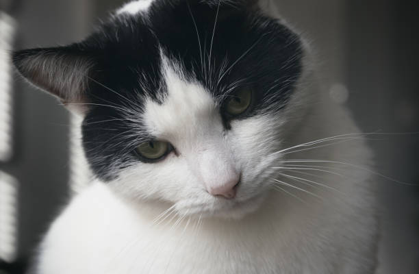 istock A black and white cat looking puzzled 1272556329