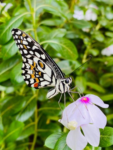 mariposa de limón - lime butterfly fotografías e imágenes de stock