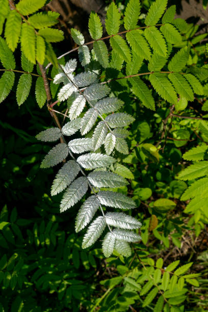 istock Green leaves in silver paint on bush. 1272557074