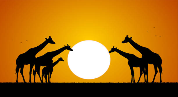 istock Vector illustration: Herd of giraffes against the setting sun. Silhouette 1272558103