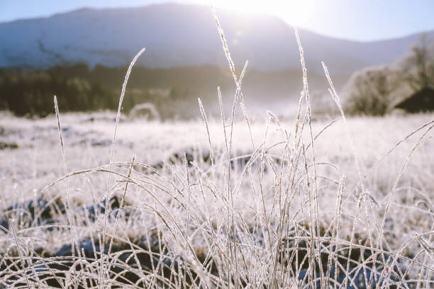 istock Winter morning in the forest 1272558661