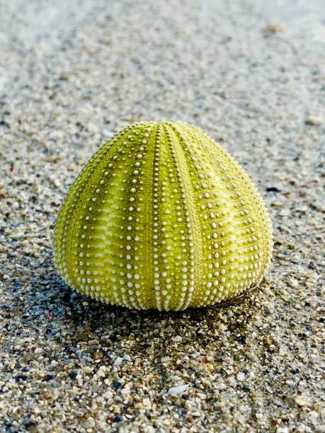 ウニ貝殻 - green sea urchin 写真 ストックフォトと画像