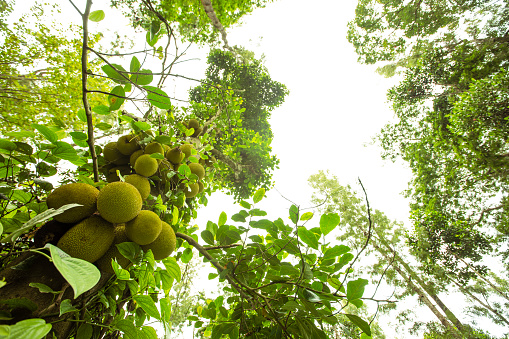 Low angle shot of Jackfruit (Artocarpus heterophyllus) tree in the jungle in the jungle in Tamilnadu, Inda.