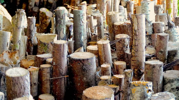 istock tree trunks, cut off at different heights; Wooden stack consisting of different tree species with different diameters 1272562750
