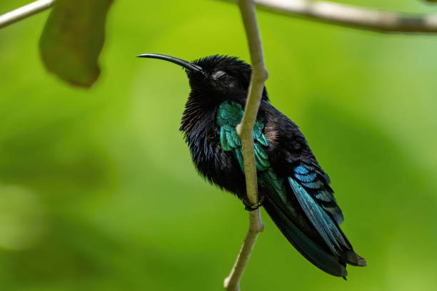 istock A beautiful purple throated hummingbird 1272563715