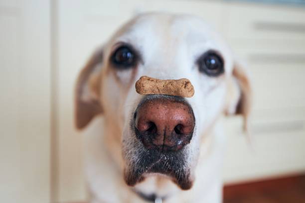 cane divertente con biscotto - candy cane foto e immagini stock