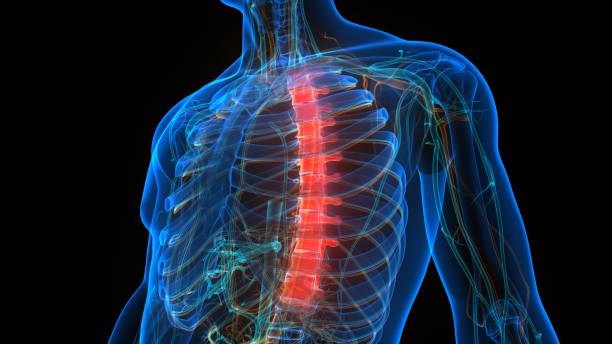 istock Spinal Cord Vertebral Column Thoracic Vertebrae of Human Skeleton System Anatomy 1272565336