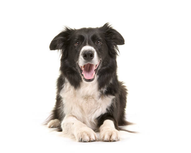 istock Border collie dog lying down with its head up looking at the camera isolated on a white background seen from the front 1272565383