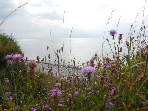 istock Stony Baltic coast near Heiligenhafen / Blank Eck 1272566061