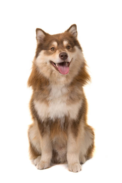 istock Finnish lapphund sitting looking at the camera isolated on a white background 1272566515