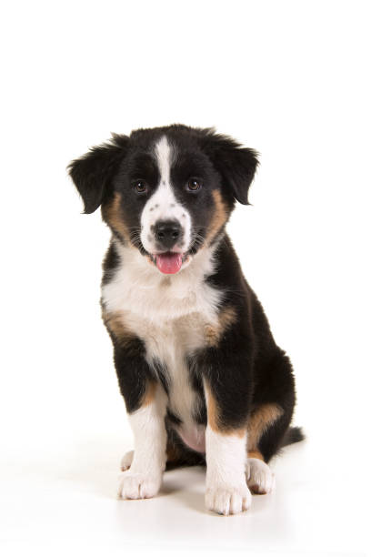 istock Cute black australian shepherd puppy looking at the camera isolated on a white background 1272566516