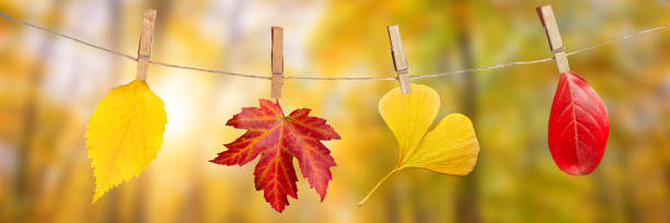 istock Four autumn leaves hanging on clothespins on a rope, fall woods paoramic background 1272566520