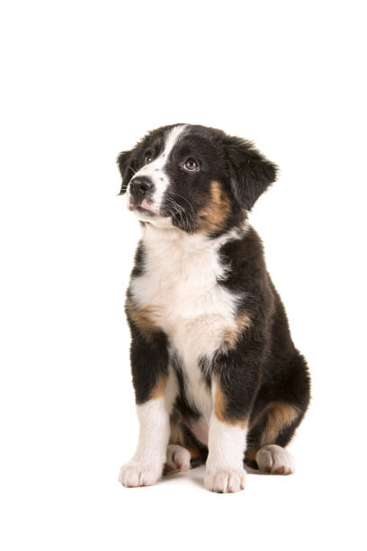 istock Cute black australian shepherd puppy sitting looking up isolated on a white background 1272566709