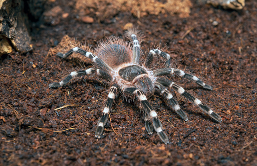 Ephebopus murinus tarantula
