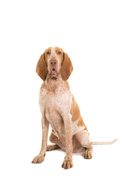 istock Bracco italiano sitting looking at camera isolated on a white background 1272567458