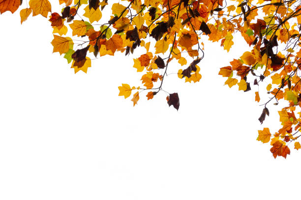 istock Colorful autumnal leaves on white with copy space. Tree and branches in autumn background. 1272567528