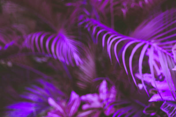 istock Neon colored tropical leaves blurred background 1272567601