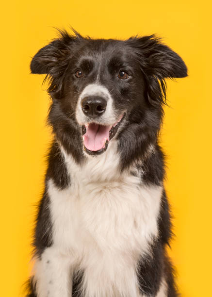 Border Collie dog portrait on a yellow background in a vertical image
