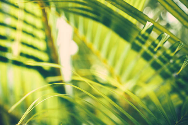 istock Palm tree leaves. Tropical trees background 1272567899