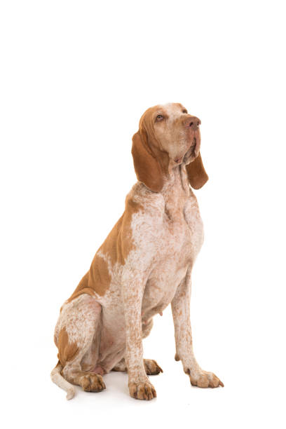 istock Bracco italiano sitting looking up isolated on a white background 1272568012