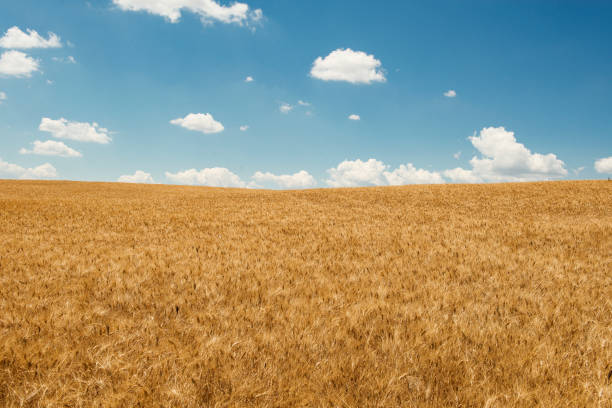 campo di weat dorato con un cielo blu con alcune nuvole bianche - weat foto e immagini stock