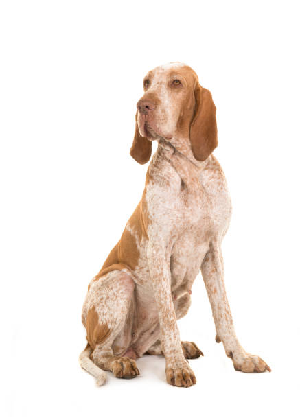 istock Bracco italiano sitting looking over its shoulder isolated on a white background 1272569556