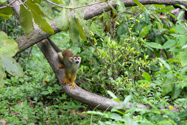 istock Squirrel monkey, Saimiri oerstedii, sitting on the tree trunk with green leaves 1272569679