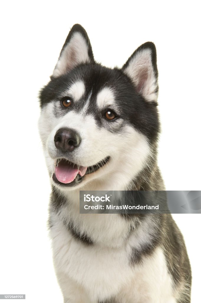 Chân Dung Một Chú Chó Husky Xinh Đẹp Nhìn Đi Với Cái Miệng Mở Ra Bị Cô Lập Trên Nền Trắng Trong Một Hình Ảnh Thẳng Đứng Hình ảnh Sẵn có - Chân Dung Một Chú Chó Husky Xinh Đẹp Nhìn Đi Với Cái Miệng Mở Ra Bị Cô Lập Trên Nền Trắng Trong Một Hình Ảnh Thẳng Đứng Hình Ảnh Sẵn Có -