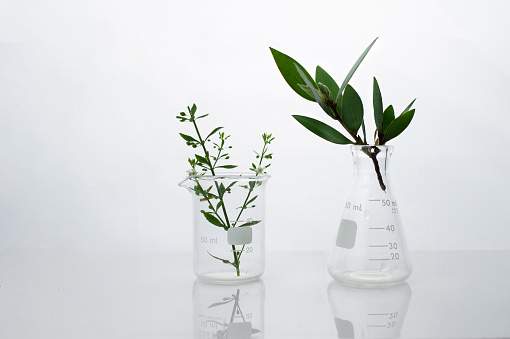 dark green leave in biotechnology science research laboratory with flask beaker and water in white  background