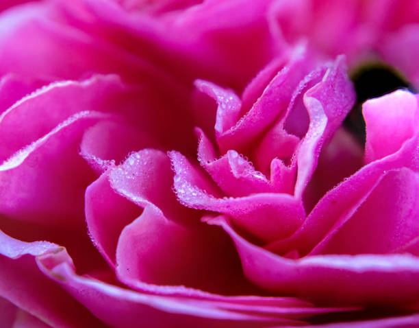 istock delicate pink rose with dew drops, summer 1272571104