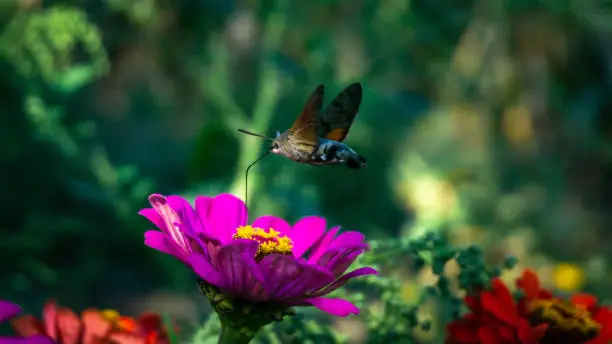 Photo of purple flower over which the butterfly collects nectar