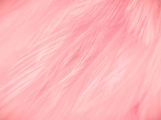 istock Beautiful abstract gray and pink feathers on white background,  white feather frame texture on pink pattern and pink background 1272571811