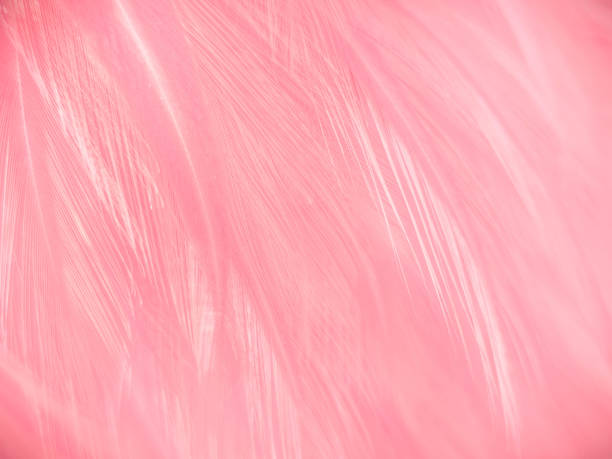 istock Beautiful abstract gray and pink feathers on white background,  white feather frame texture on pink pattern and pink background 1272571817