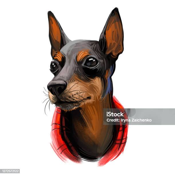 おもちゃマンチェスターテリア犬は白に隔離肖像画を繁殖デジタルアートイラストウェブサイト用手描き犬の動物水彩画短い黒いコートが日焼けした小さなペット - テリア犬のベクターアート素材や画像を多数ご用意