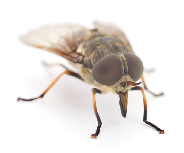 Brown gadfly isolated. Large brown gadfly isolated on white background. horse fly photos stock pictures, royalty-free photos & images