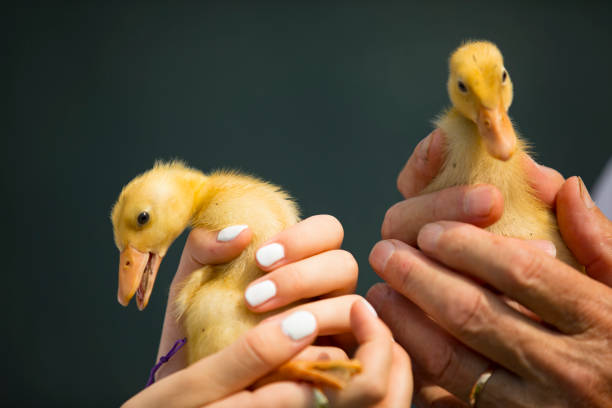 istock Small Yellow Ducklings in Palms of Hands 1272574585