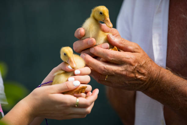 Grandfather and Granddaughter Holding Ducklings in Hands Grandfather and Granddaughter Holding Ducklings in Hands. duck family stock pictures, royalty-free photos & images
