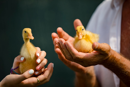 Grandfather and Granddaughter Holding Small Yellow Ducklings in Hands.